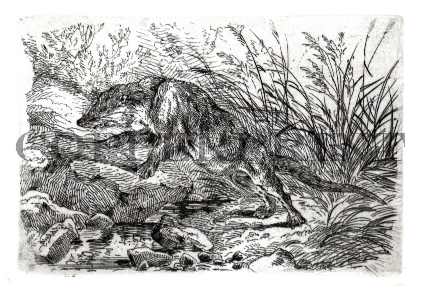 Bisam (Bisamratte) - August Schleich