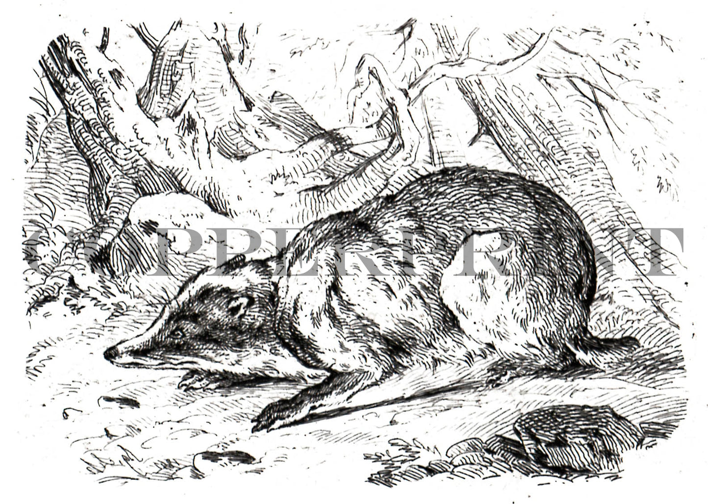 Studie eines Daches in der Natur Kunstdruck Tiefdruck