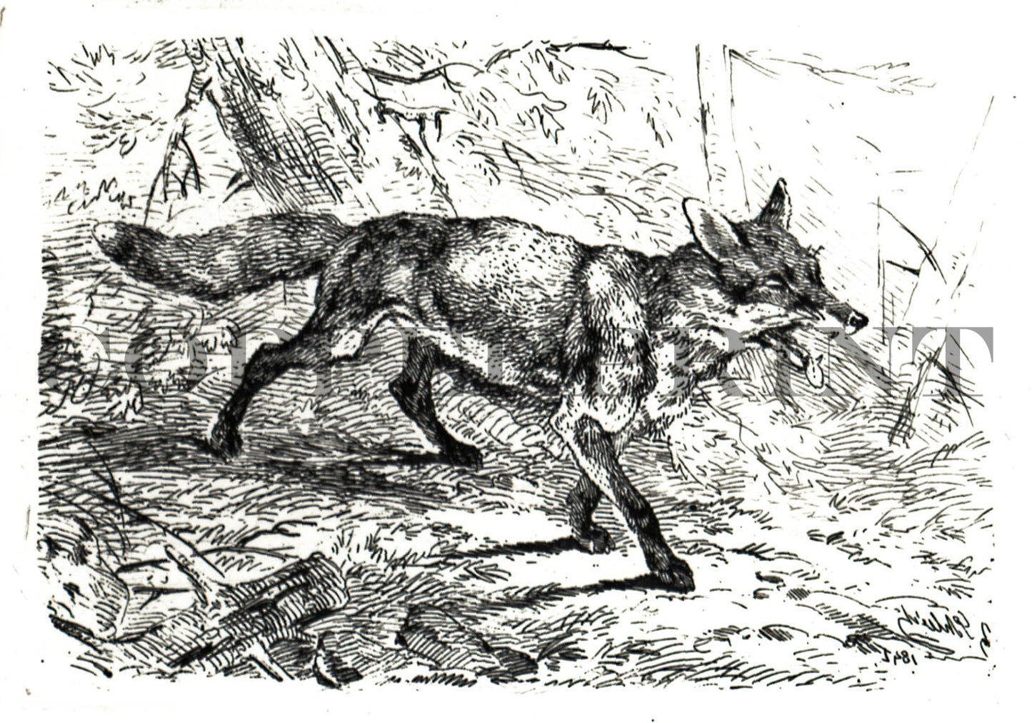 Fuchs - August Schleich