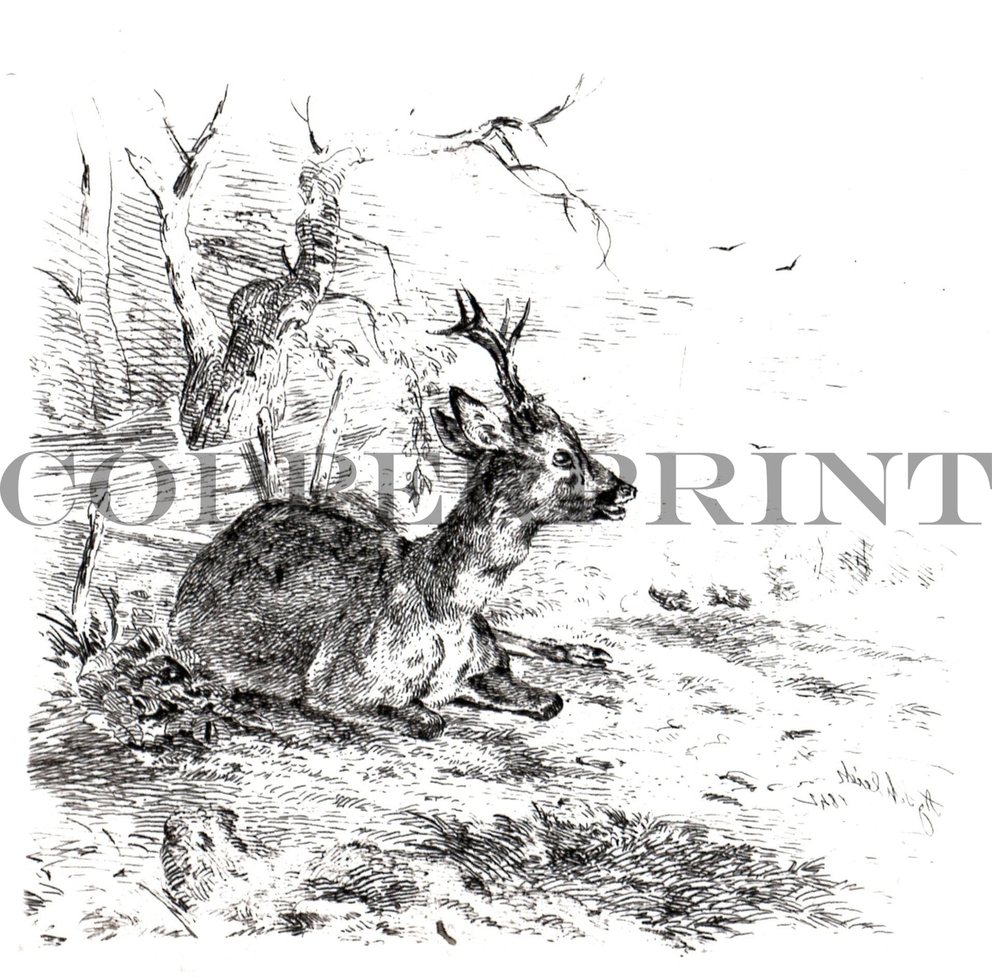 Rehbock, liegend - August Schleich