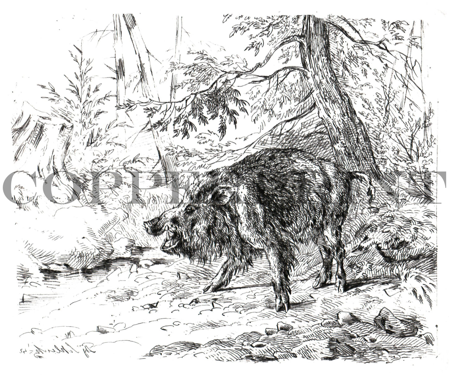 Keiler (Wildschwein) - August Schleich