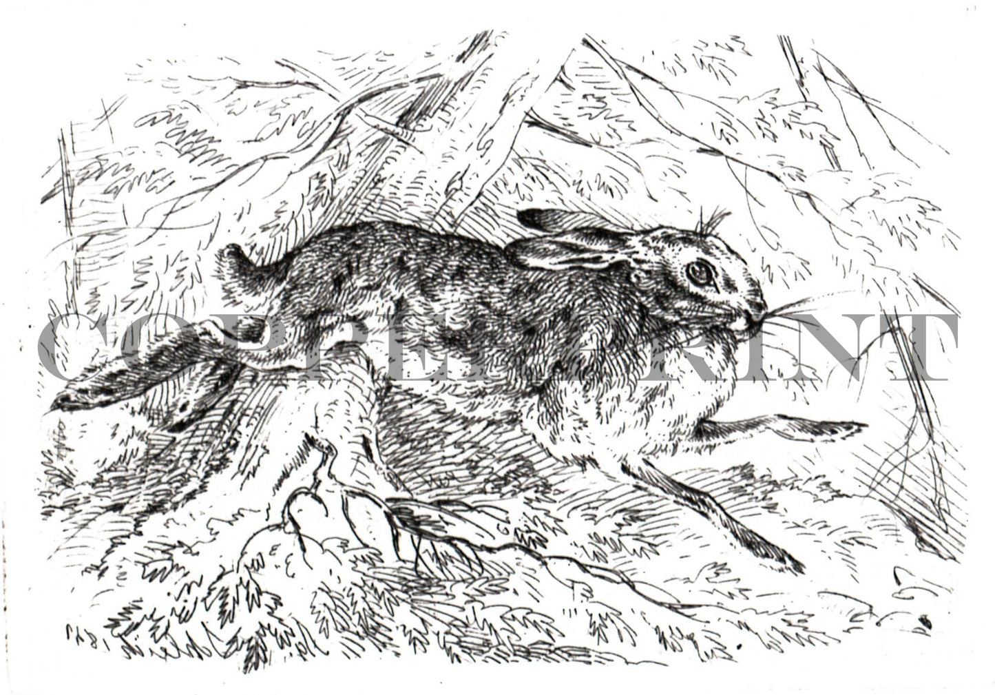 Hase - August Schleich