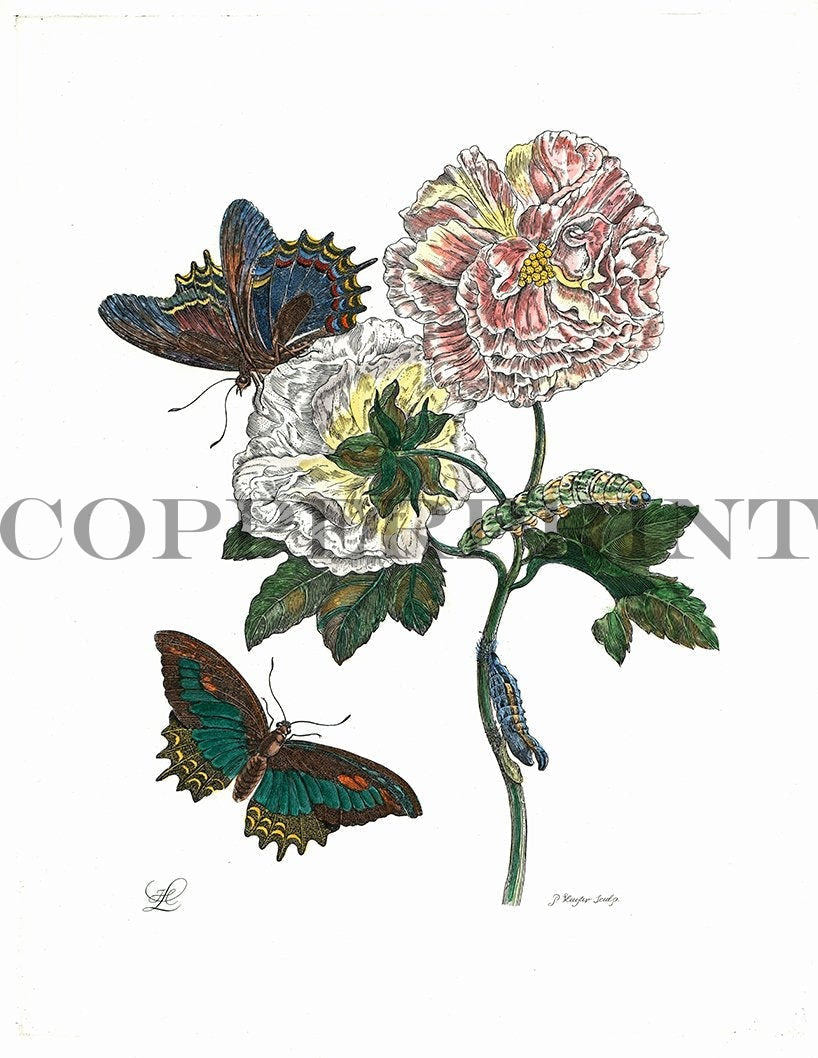 Studie von Schmetterling mit Pflanze Kunstdruck Tiefdruck