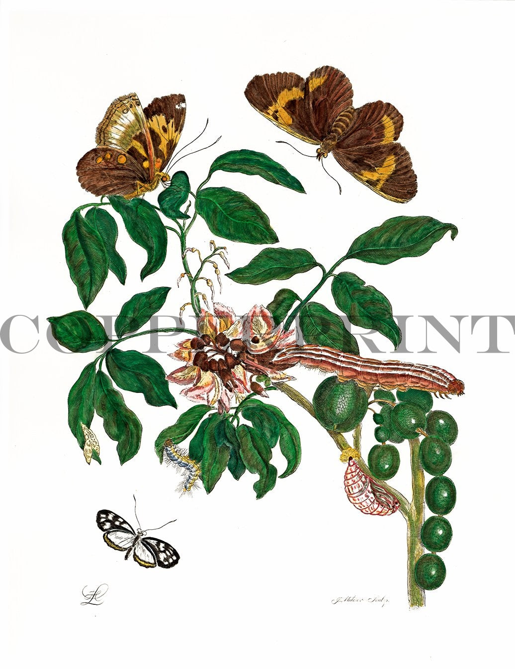 Studie von Schmetterling mit Pflanze Kunstdruck Tiefdruck