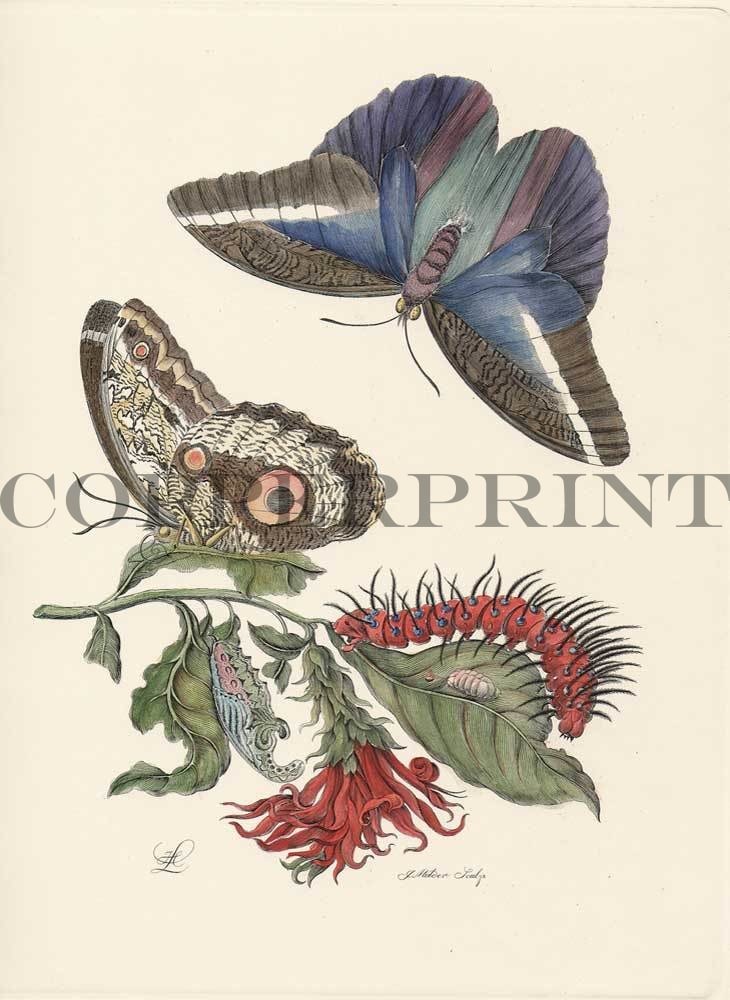 Studie von Schmetterling mit Pflanze Kunstdruck Tiefdruck