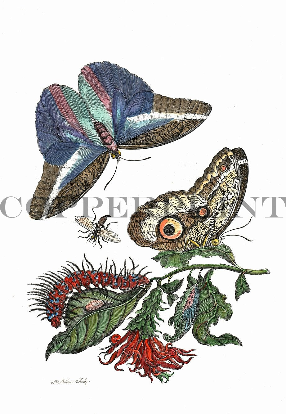 Studie von Schmetterling mit Pflanze Kunstdruck Tiefdruck