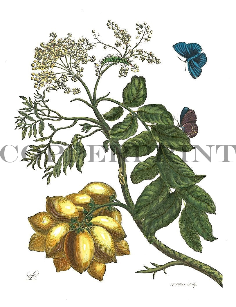 Studie von Schmetterling mit Pflanze Kunstdruck Tiefdruck