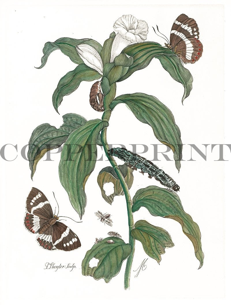 Studie von Schmetterling mit Pflanze Kunstdruck Tiefdruck