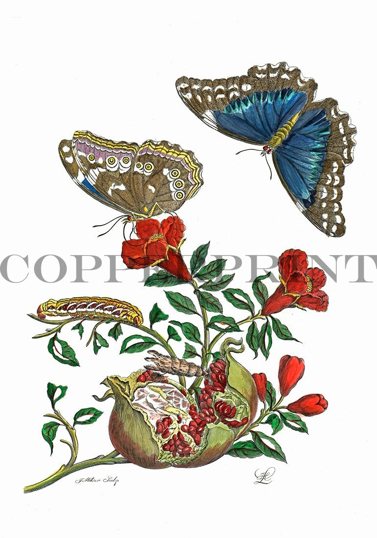 Studie von Schmetterling mit Pflanze Kunstdruck Tiefdruck