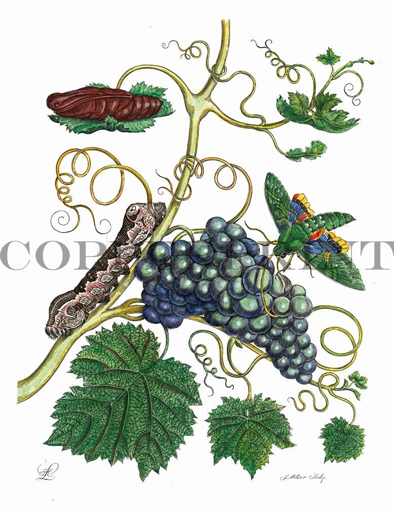 Studie von Schmetterling mit Pflanze Kunstdruck Tiefdruck