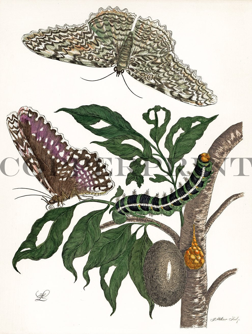 Studie von Schmetterling mit Pflanze Kunstdruck Tiefdruck