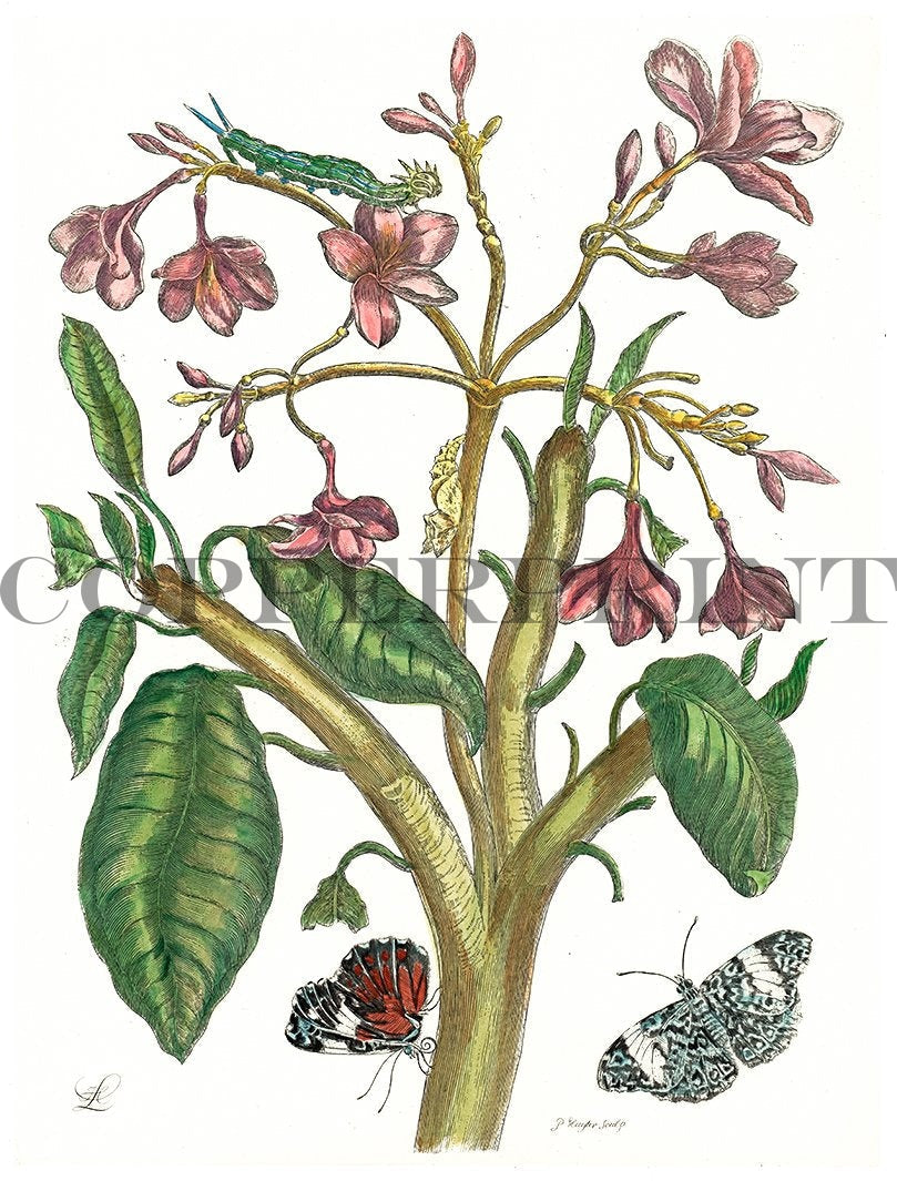 Studie von Schmetterling mit Pflanze Kunstdruck Tiefdruck