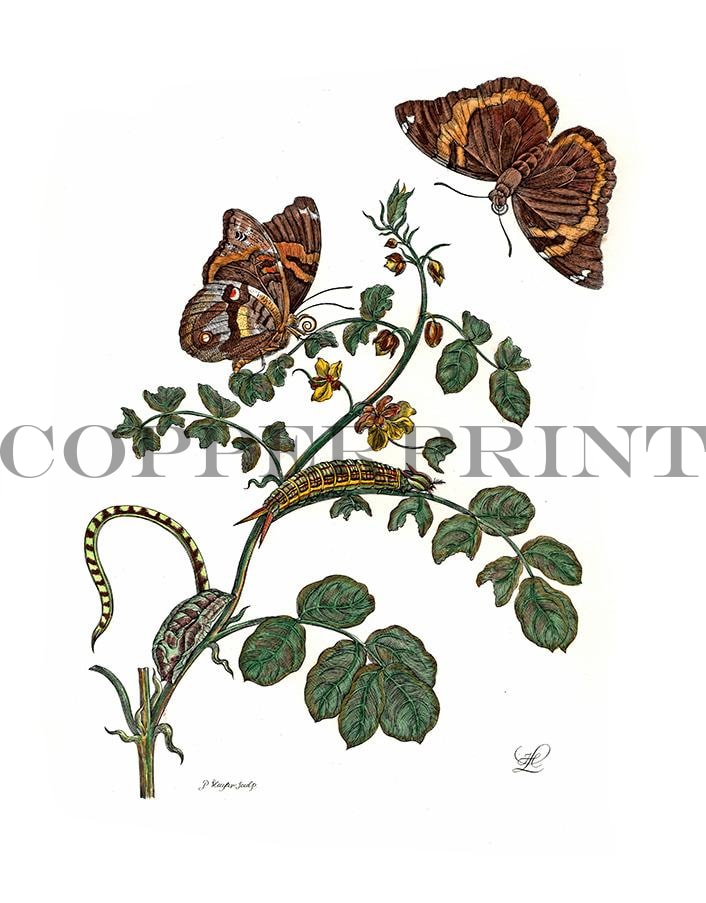 Studie von Schmetterling mit Pflanze Kunstdruck Tiefdruck