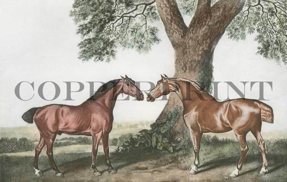 Zwei Jagdpferde auf dem Feld Kunstdruck Tiefdruck