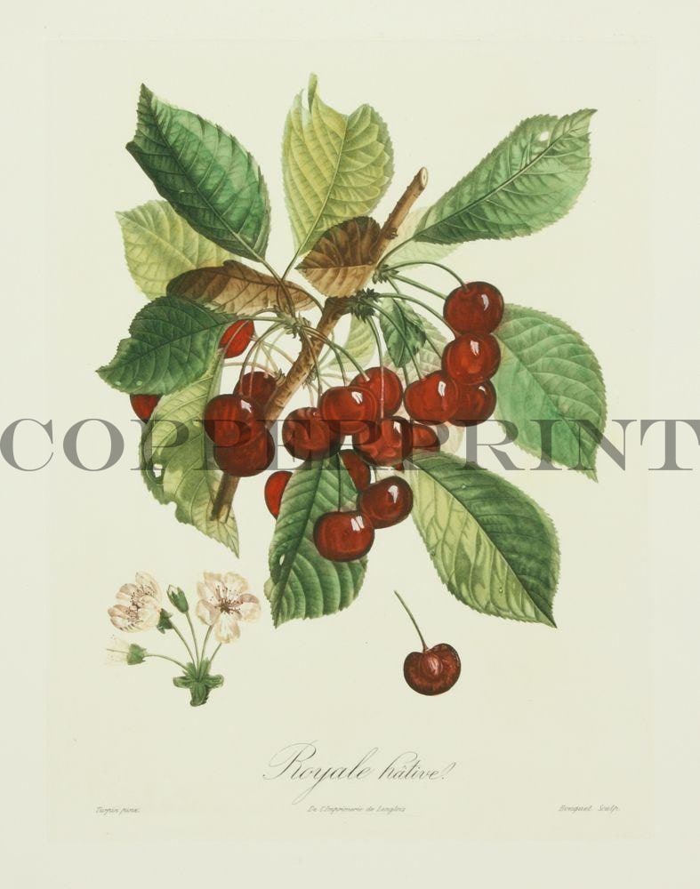 Studie eines Kirschbaumzweiges Kunstdruck Tiefdruck