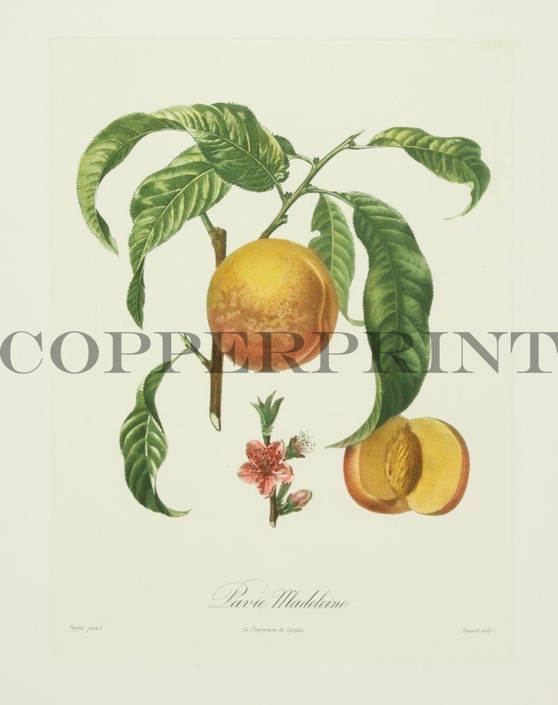 Studie einer Pfirsichpflanze Kunstdruck Tiefdruck