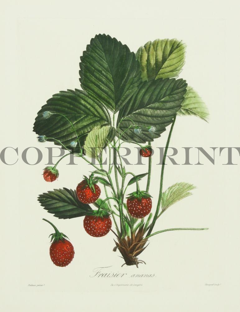Studie einer Erdbeerpflanze Kunstdruck tiefdruck