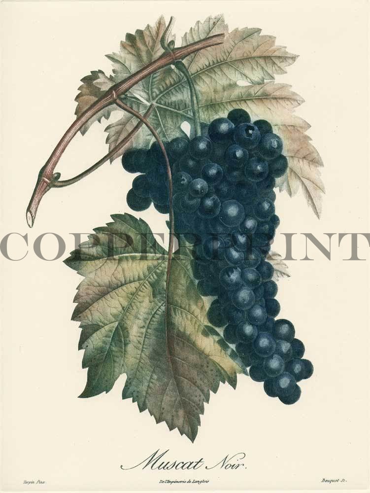 Studie von Weintrauben Kunstdruck Tiefdruck