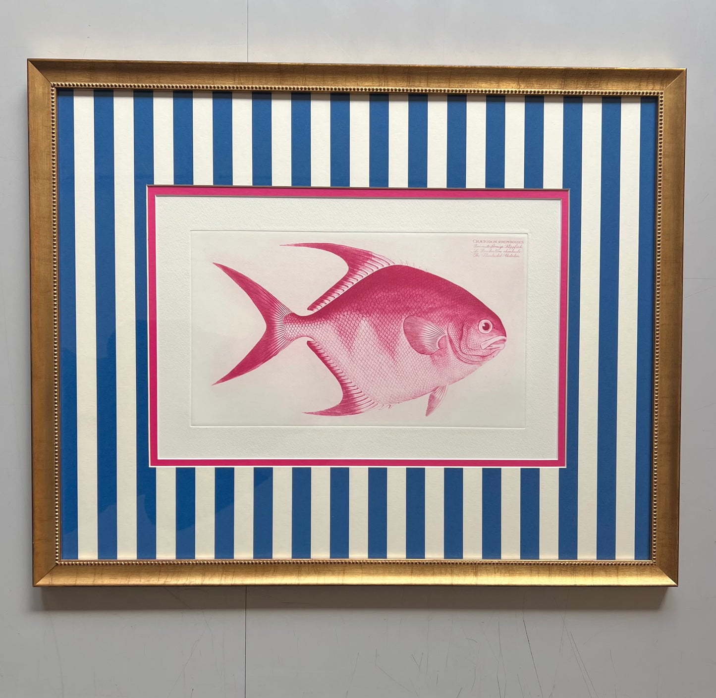 Rautenförmiger PINKER Klippfisch auf blauen Streifen