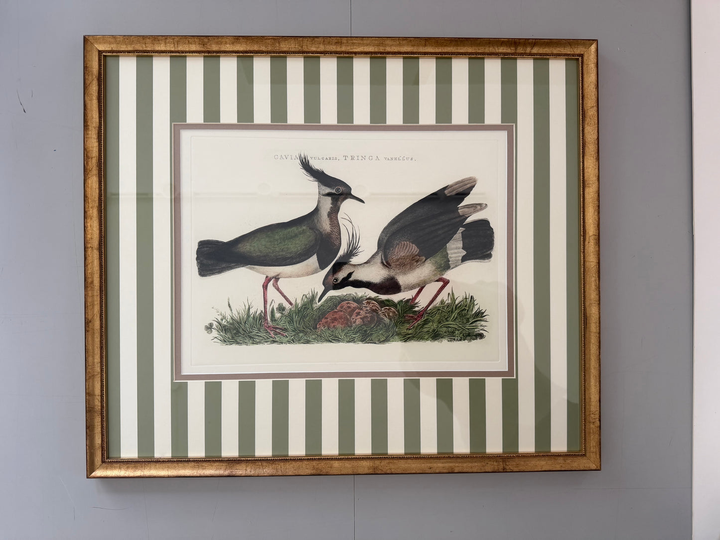 Kiebitz Pärchen // Streifen Olive