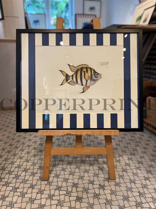 Klippfisch auf blauen Streifen