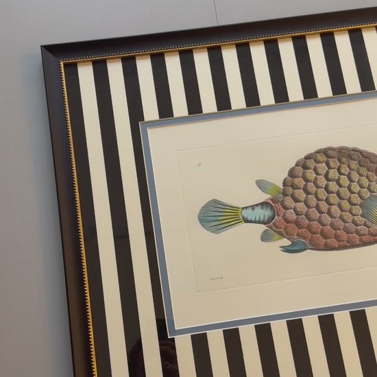fisch video