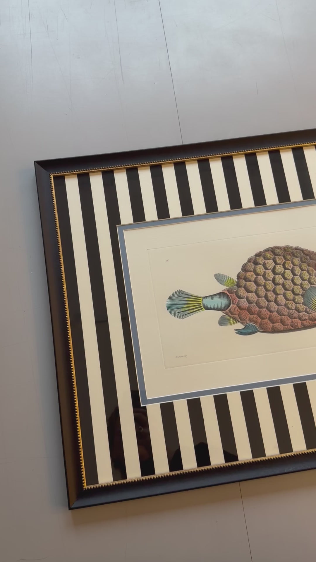 fisch video