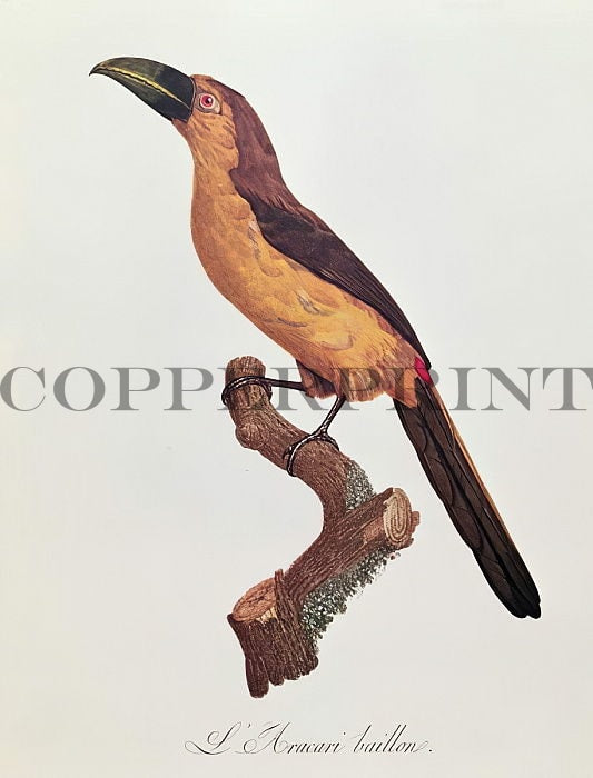 Aracari baillone