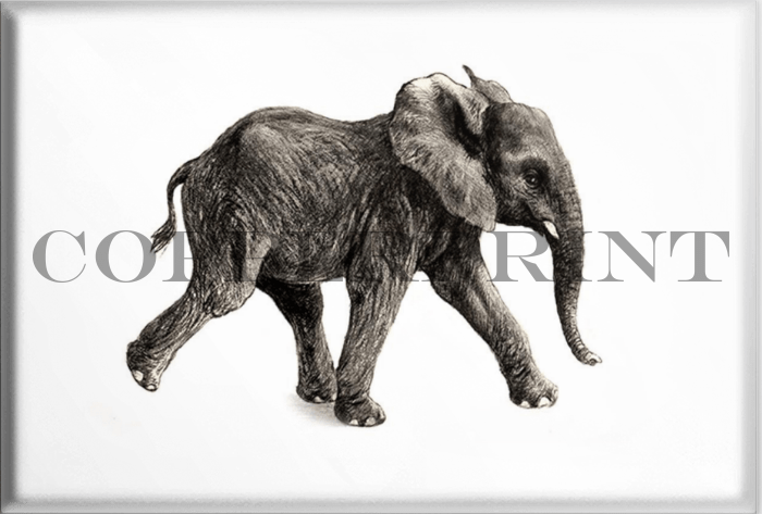 Junger Elefant  - Magnet