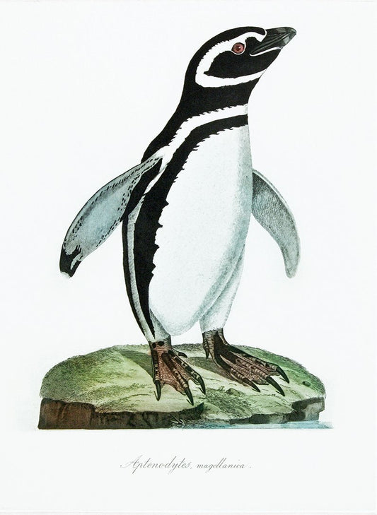 Studie von Humboldt Pinguin Kunstdruck Tiefdruck