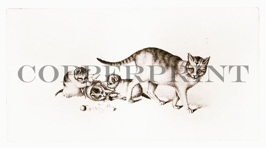 Studie einer Katze mit Jungen Kunstdruck Tiefdruck