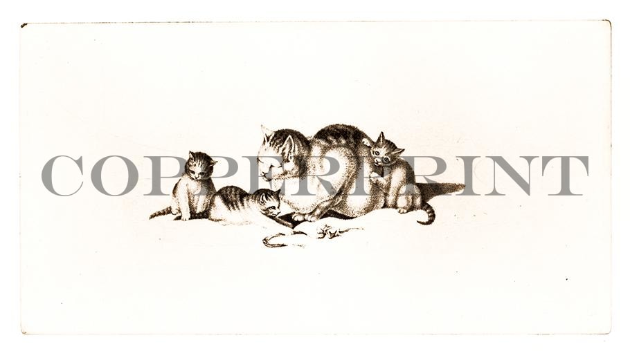 Zeichnung dreier Katzen Kunstdruck Tiefdruck