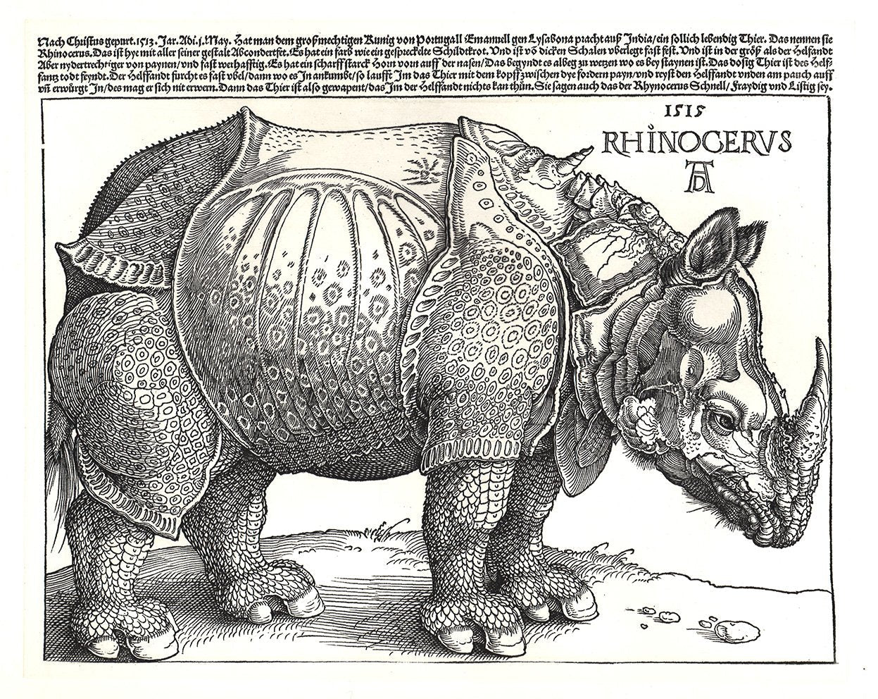 Studie eines Rhinozeros Kunstdruck Tiefdruck
