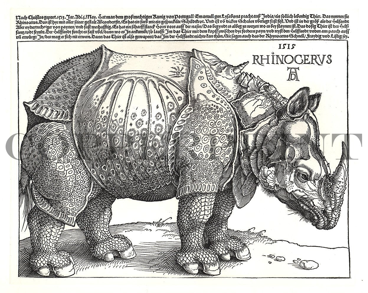 Studie eines Rhinozeros Kunstdruck Tiefdruck