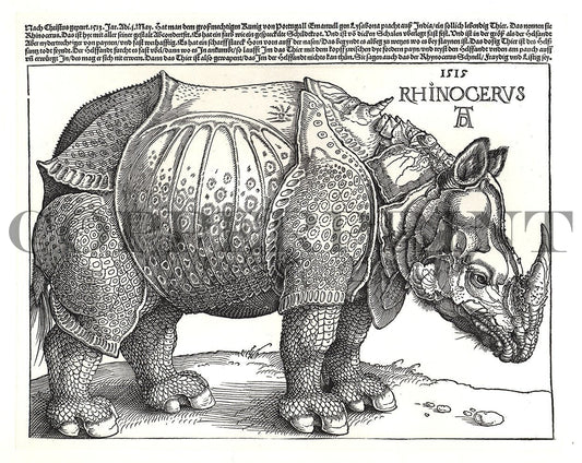 Studie eines Rhinozeros Kunstdruck Tiefdruck