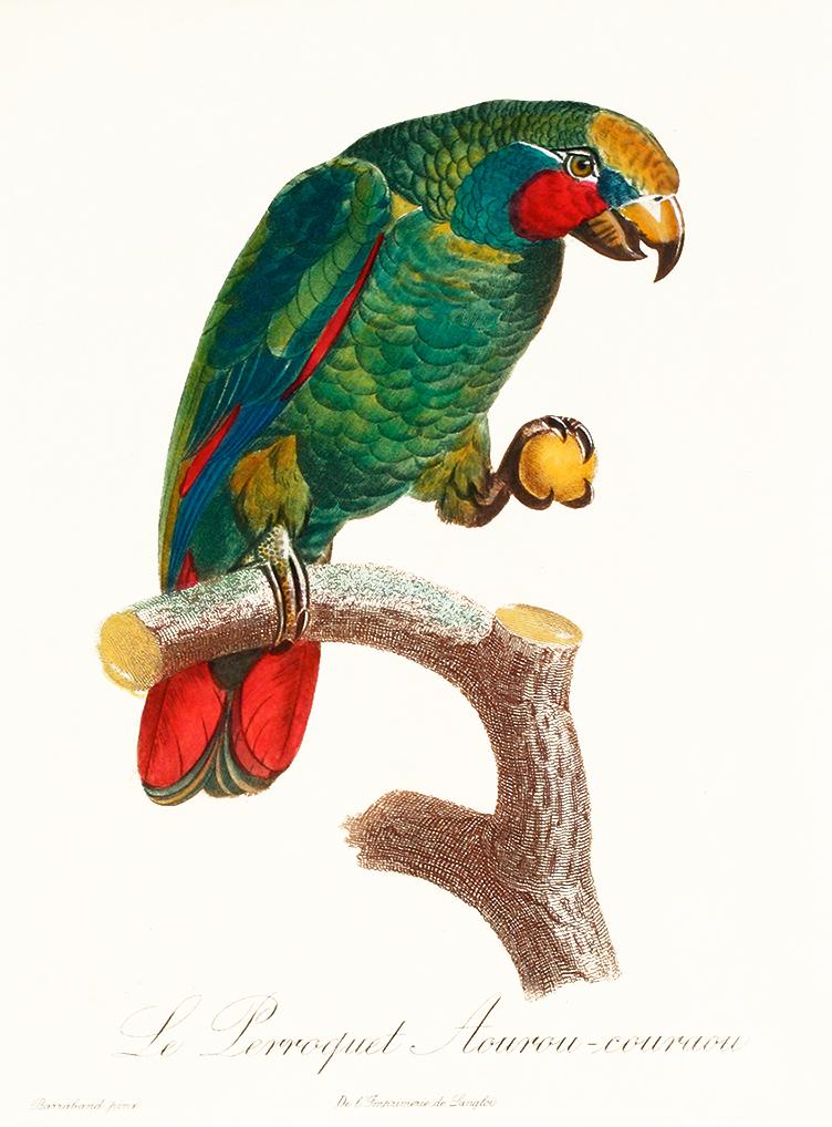 Studie eines Papageien Kunstdruck Tiefdruck