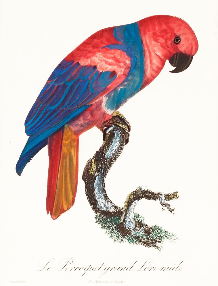 Papagei, Lori - Jacques Barraband