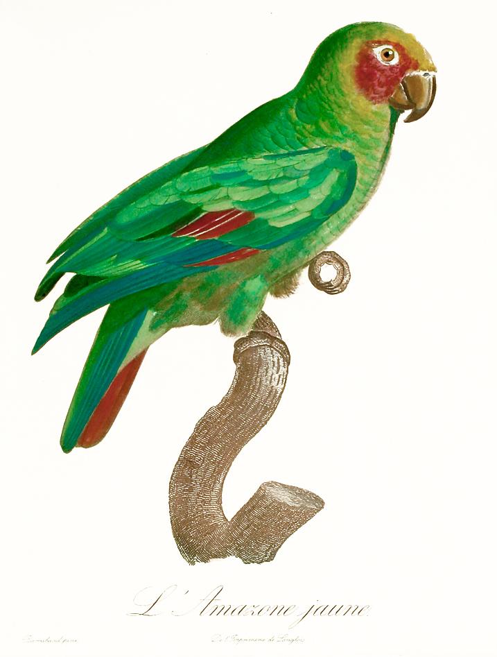 Papagei, L'Amazone jaune - Jacques Barraband