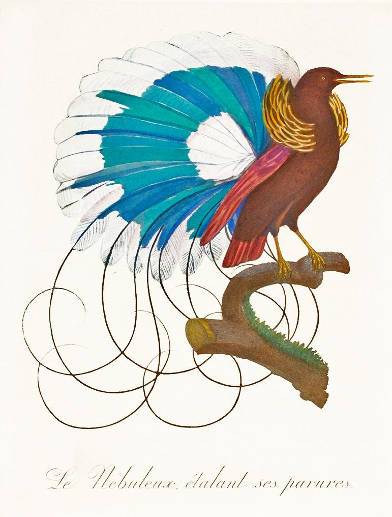Studie eines exotischen Vogels Kunstdruck Tiefdruck