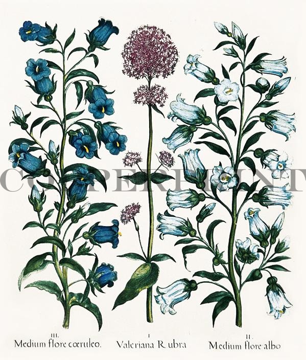 Studie von Glockenblumen Kunstdruck Tiefdruck