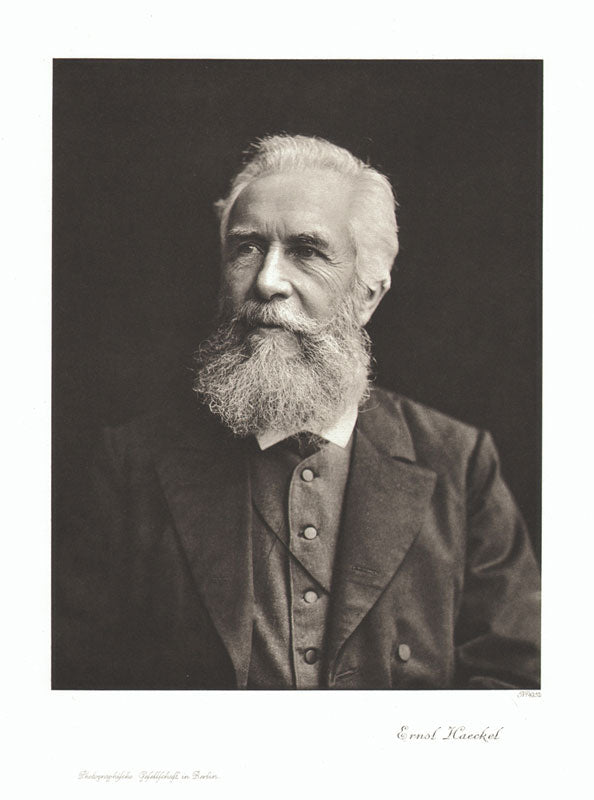 Portrait von Ernst Haeckel Kunstdruck Tiefdruck