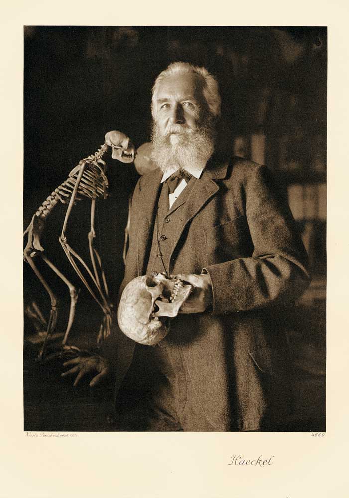 Portrait von Ernst Haeckel Kunstdruck Tiefdruck