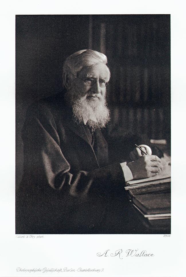 Portrait von Alfred Russel Wallace Kunstdruck Tiefdruck