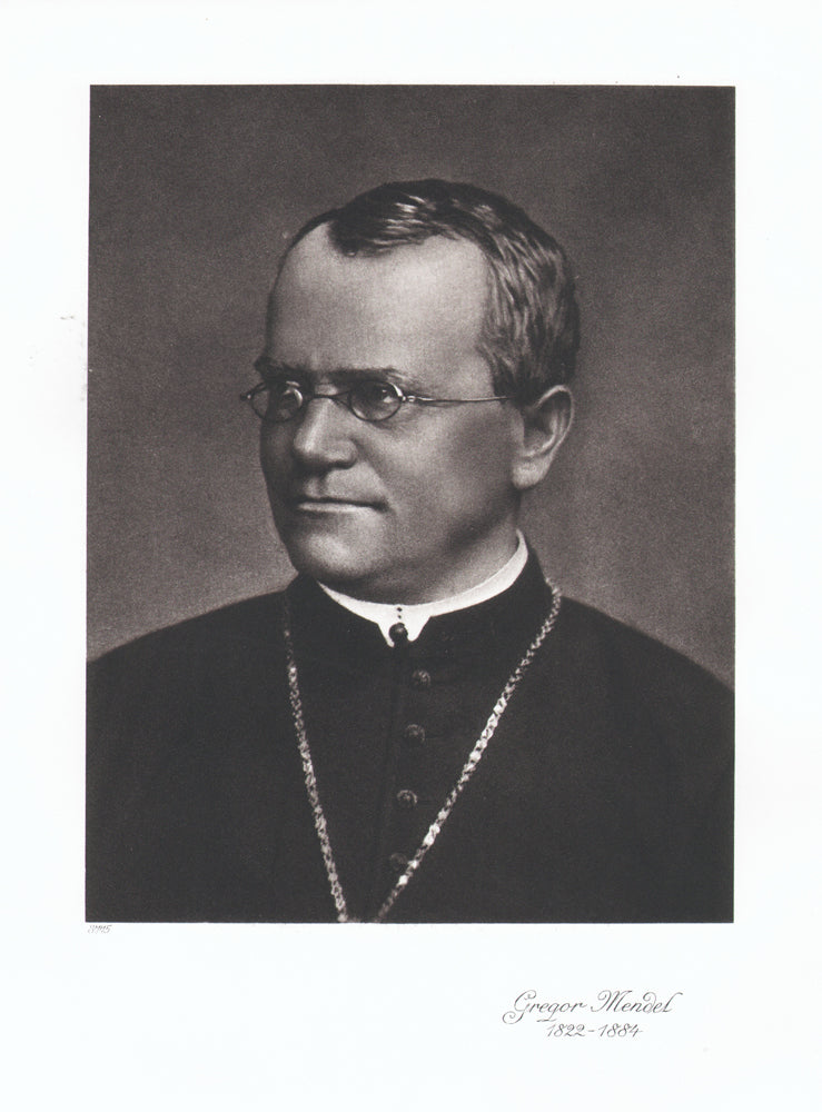 Portrait von Gregor Mendel Kunstdruck Tiefdruck