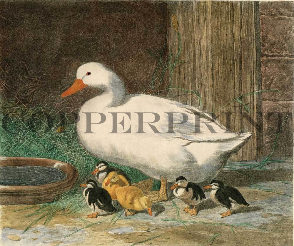 Ente mit Küken Kunstdruck Tiefdruck