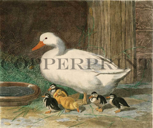 Ente mit Küken Kunstdruck Tiefdruck