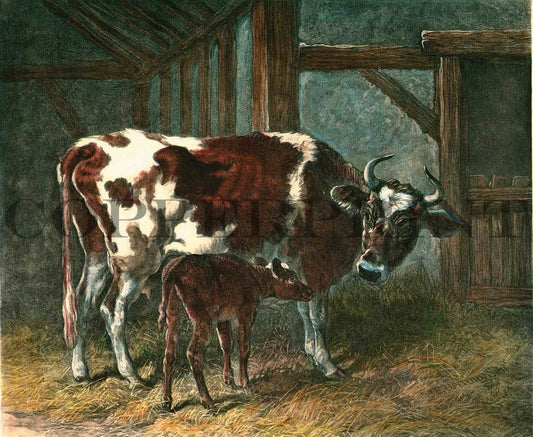 Kuh und Kalb im Stall Kunstdruck Tiefdruck