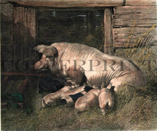 Studie eines Schweines mit Ferkeln Kunstdruck Tiefdruck