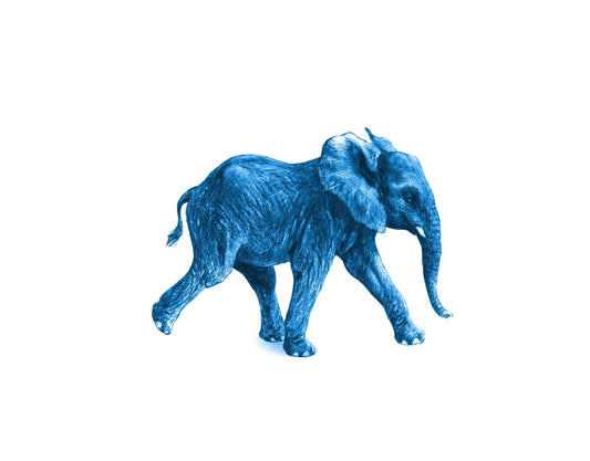 Junger Elefant blau - Kunstkarte