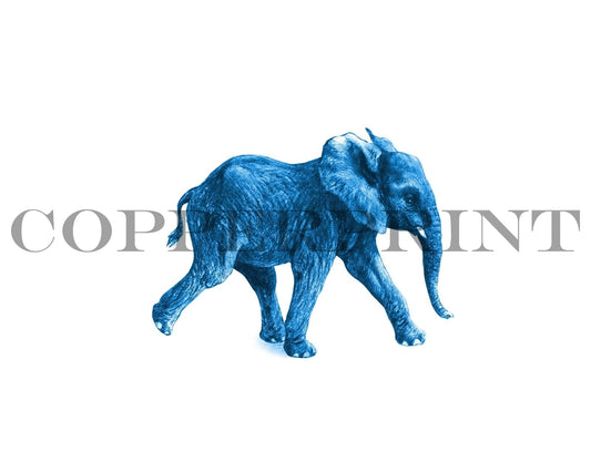 Junger Elefant blau - Kunstkarte